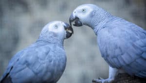 Depth Hypnosis and Relationship Counseling