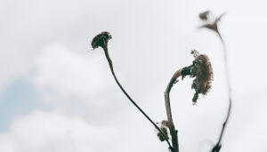 Perspectives on Grief and Loss