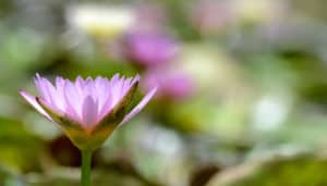 Depth Hypnosis: Where Fierce Compassion and the Path of the Wounded Healer Converge