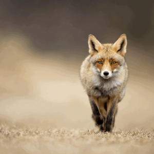 Spirit Guide Meditation (Download)