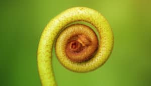 Hypnosis: The Secular Sacrament