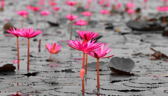 Article: Understanding the Nature of Suffering and Personal Responsibility: A Buddhist Perspective for the Modern Therapeutic Context