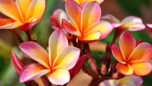 An interview with Isa Gucciardi