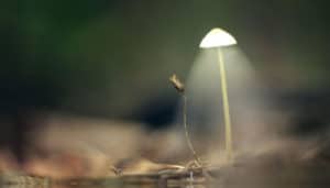 An Interview with Isa Gucciardi PhD on Soul Retrieval