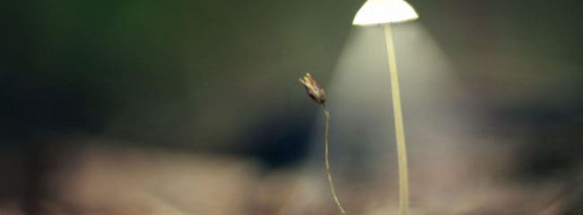 An Interview with Isa Gucciardi PhD on Soul Retrieval