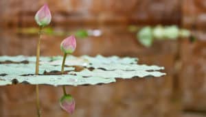 Using Depth Hypnosis Techniques to Treat Abuse