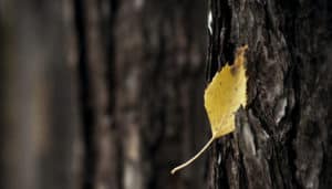 Using Depth Hypnosis Techniques to Treat PTSD