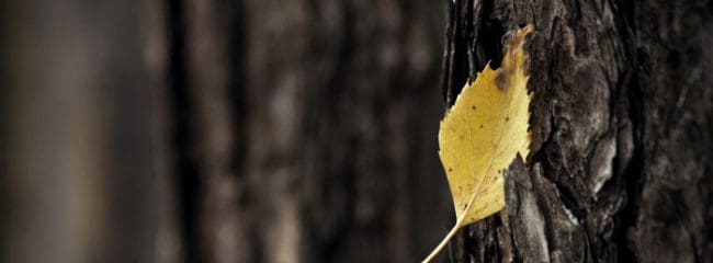 Using Depth Hypnosis Techniques to Treat PTSD