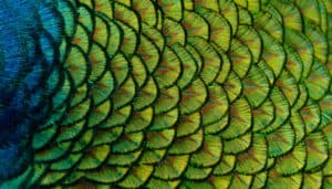 Space Clearing Part 2: Earth Wisdom