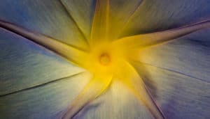 The Role of the Healer and Universal Flow