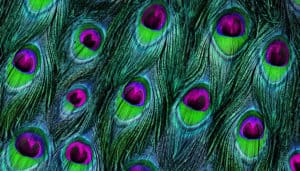 The Shamanic Journey in a Modern Context