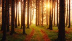 Finding Myself on the Path