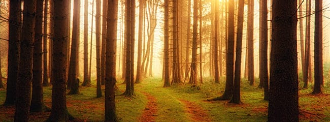 Finding Myself on the Path