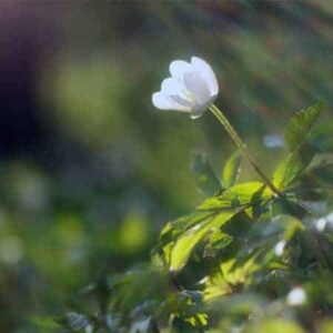 Understanding Plants & Plant Medicine