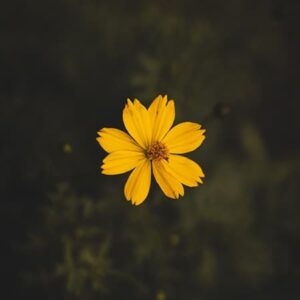 Finding Meaning in Loss (Download)