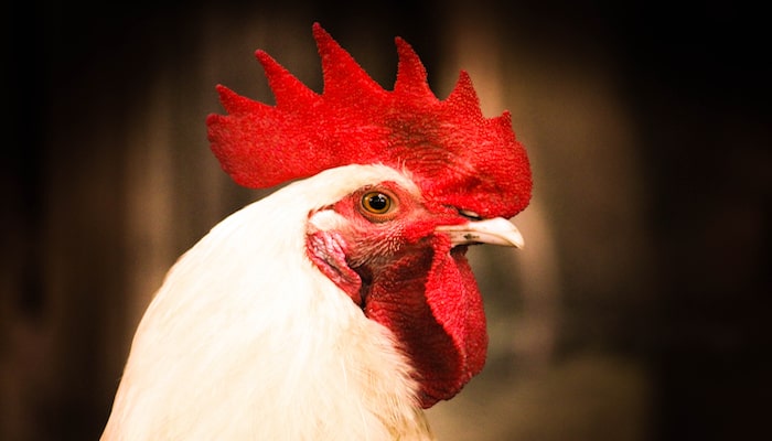 Blog: The Three Little Kosher Chickens and the Big Bad Coronavirus