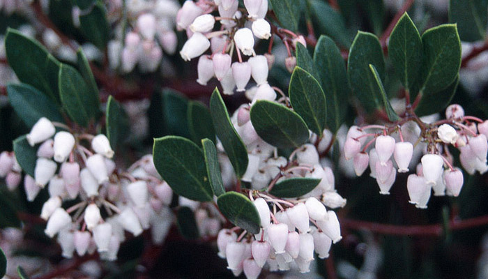 Blog: Lessons of the Manzanita Tree