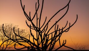 healing-awakening-buddhism-shamanism