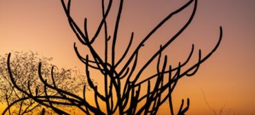 healing-awakening-buddhism-shamanism