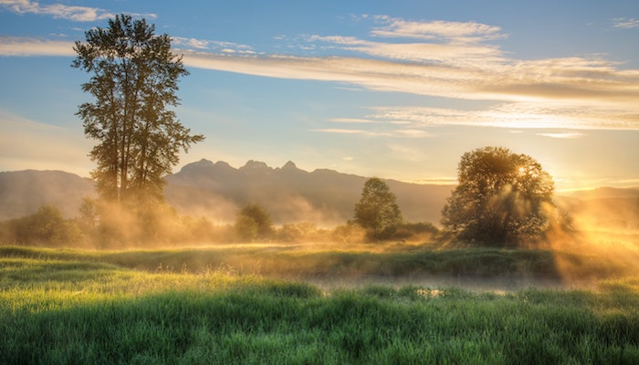 Blog: Plant Medicine: Moving Between Worlds