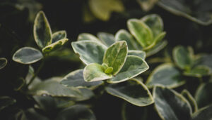 How Depth Hypnosis Supports Psychedelic Integration