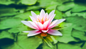 Article: An Introduction to Coming to Peace: Resolving Inner and Outer Conflict