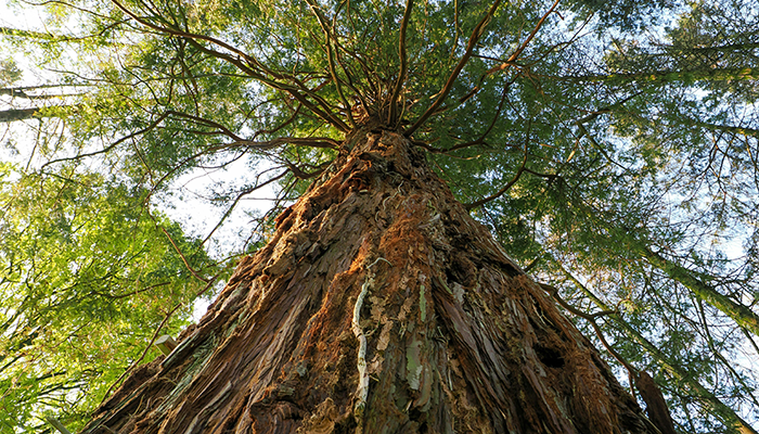 Article: Healing the Body through Depth Hypnosis: A Case Study in Energetic Sovereignty